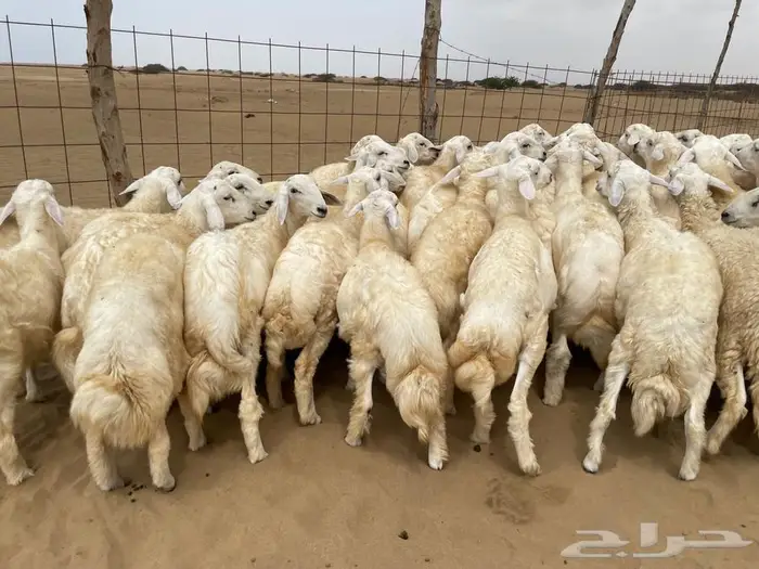 طليان حريه عدد 40(تم البيع ) 1