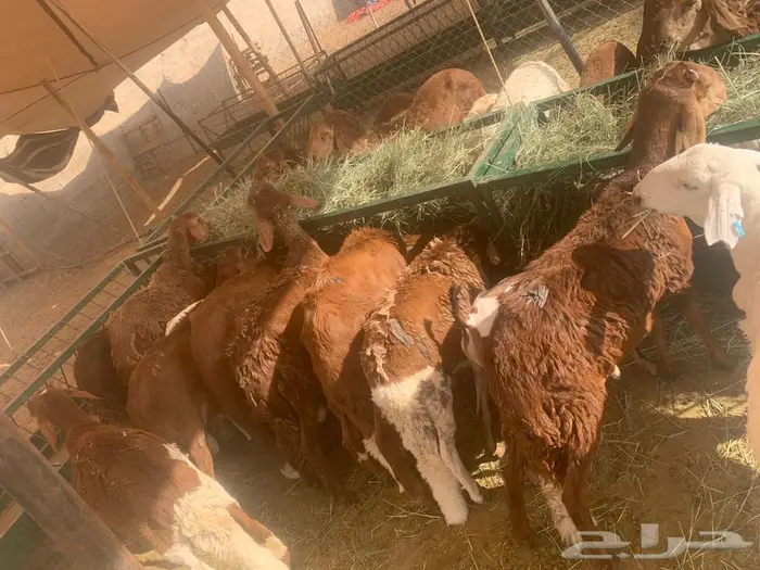 جملة وتوزيع لحم طازج بأفضل سعر 3