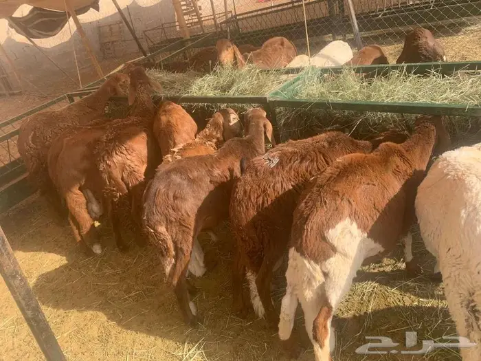 نعيمي أردني وسواكن مرابي بأسعار ممتازة لا يفوتك الطيب 1