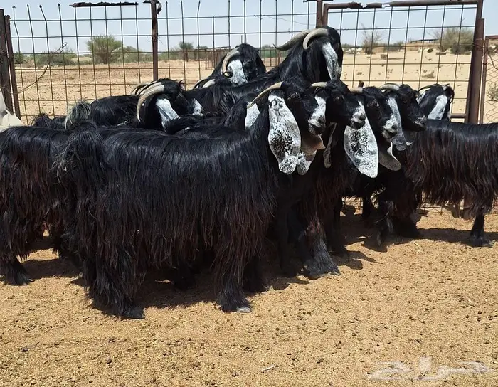 جفرات عوارض صنف منايح العدد 20 با الفحول 2 للقناي 24