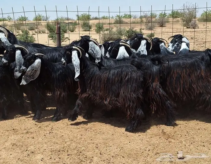 جفرات عوارض صنف منايح العدد 20 با الفحول 2 للقناي 13