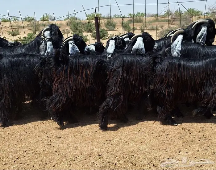 جفرات عوارض صنف منايح العدد 20 با الفحول 2 للقناي 22