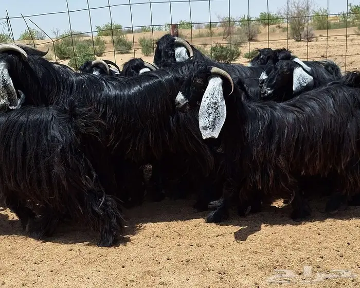 جفرات عوارض صنف منايح العدد 20 با الفحول 2 للقناي 19