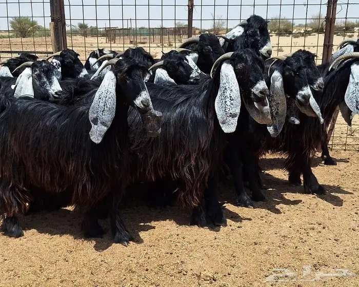 جفرات عوارض صنف منايح العدد 20 با الفحول 2 للقناي 2