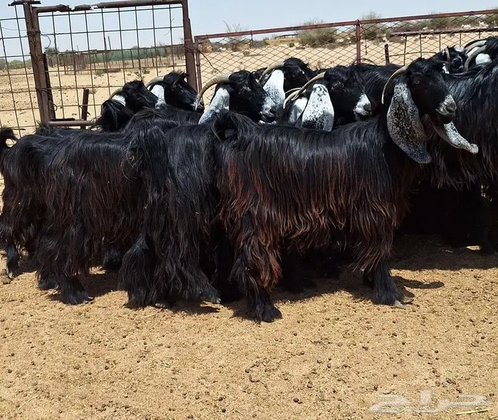 جفرات عوارض صنف منايح العدد 20 با الفحول 2 للقناي 4