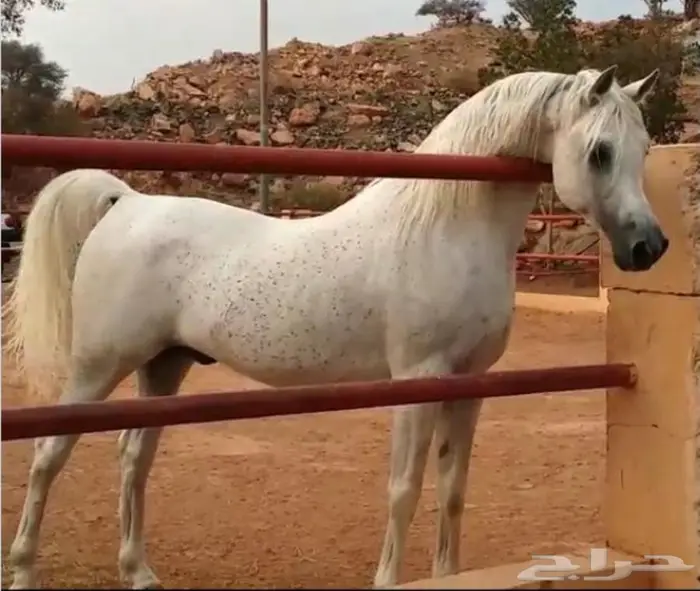 أمهار شعبيه شيخه للبيع الطائف 6