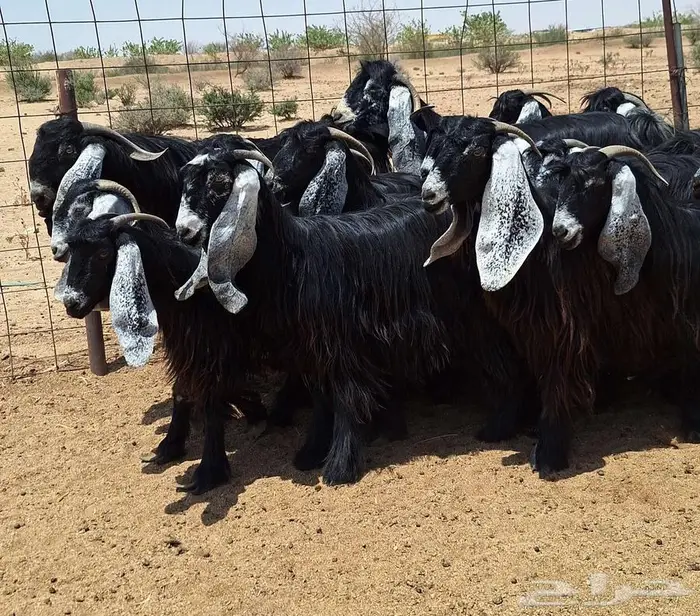 جفرات عوارض صنف منايح العدد 20 با الفحول 2 للقناي 31