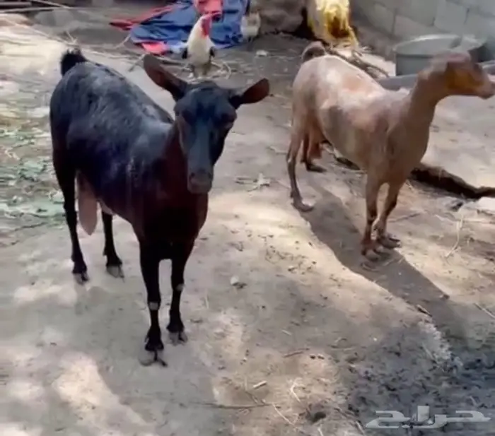 مشاريك 0