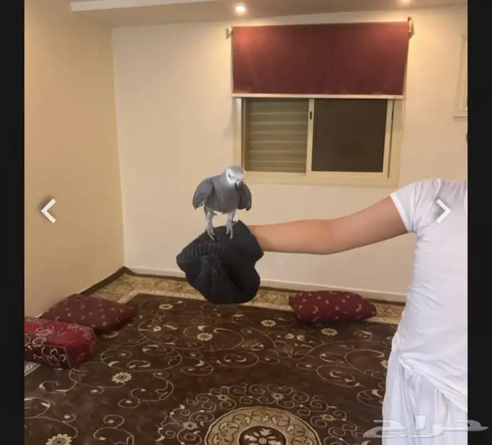 كاسكو للبيع 0