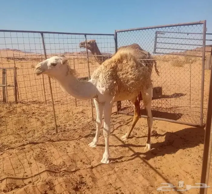 بكره لبانية وبرية شرط 1