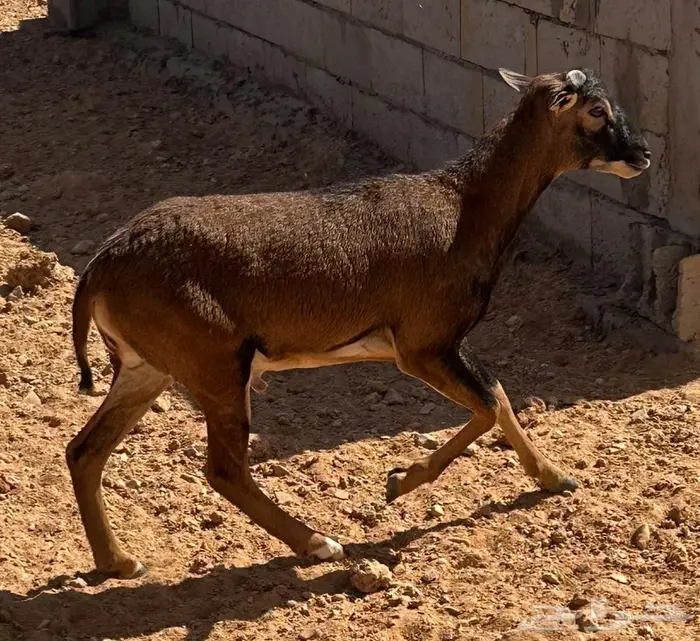 خروفين وفحل تهجين وعل موفلن 0