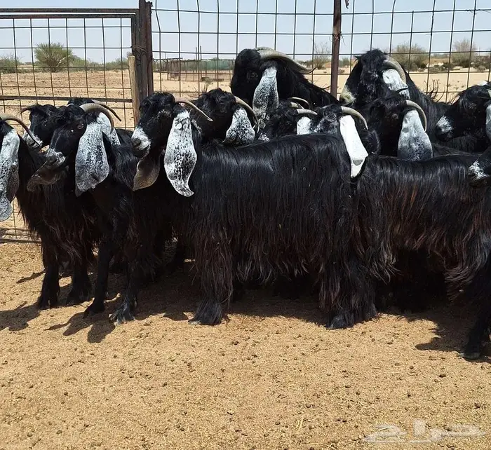 جفرات عوارض صنف منايح العدد 20 با الفحول 2 للقناي 5