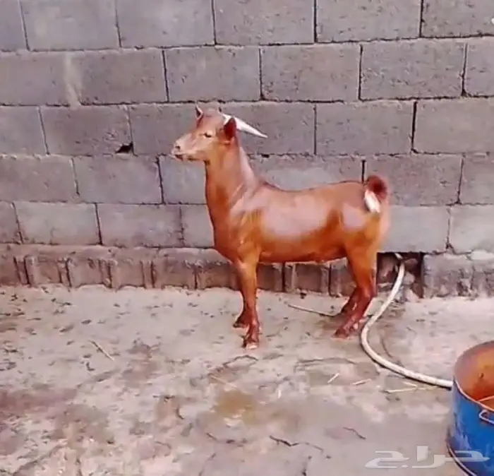 تيس كفو ادهم 1