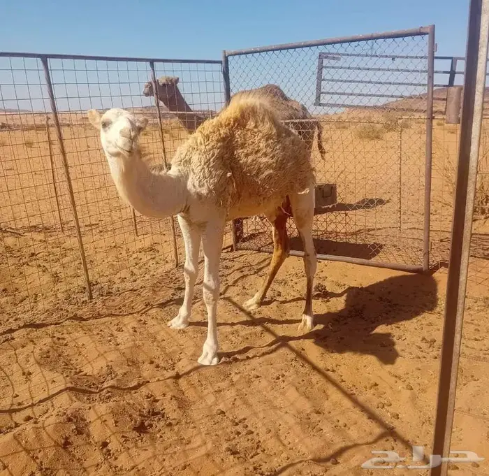بكره لبانية وبرية شرط 0