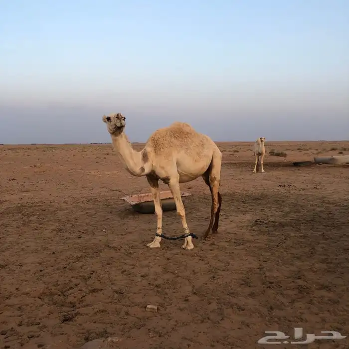 ضروبه وضحى كفو 0