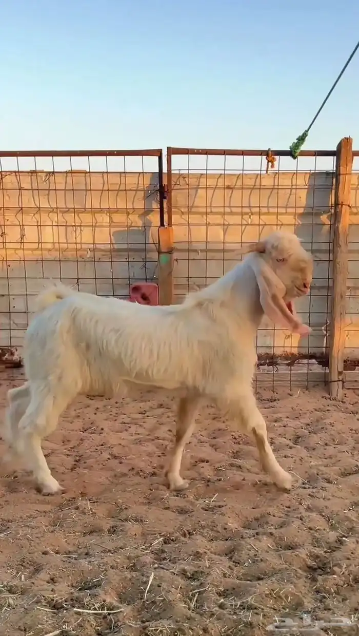 تيس فحل مطور 0
