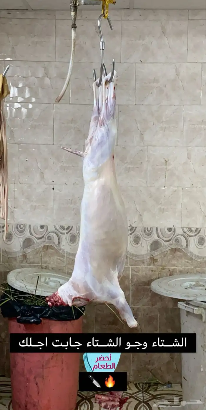 ذبائح من غنم الوالد من مراحة تربيته شي نظيف 7