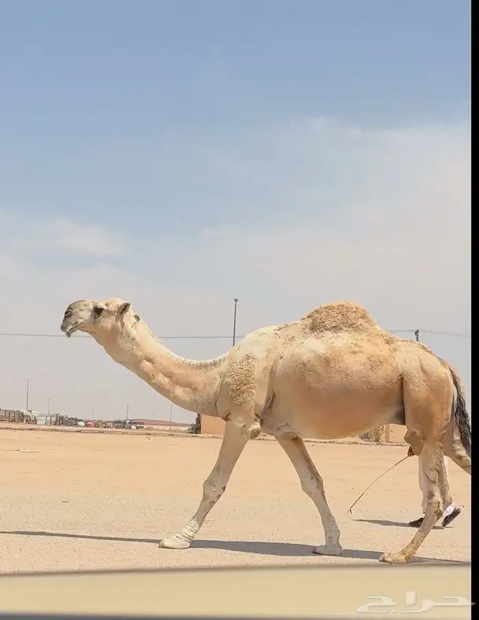 بعير باتلي كفو 1