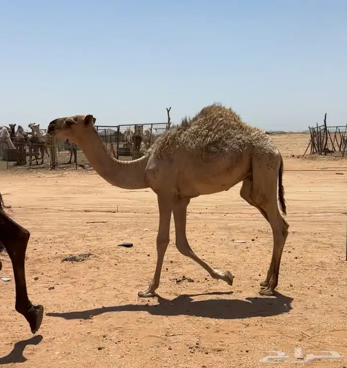 عشرا صفرا طيبه 6