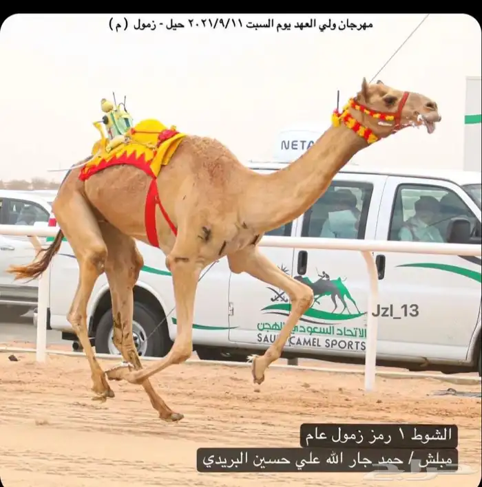 لقحه مهجنه راكض وعليها كوي ركض للبيع هجن 1