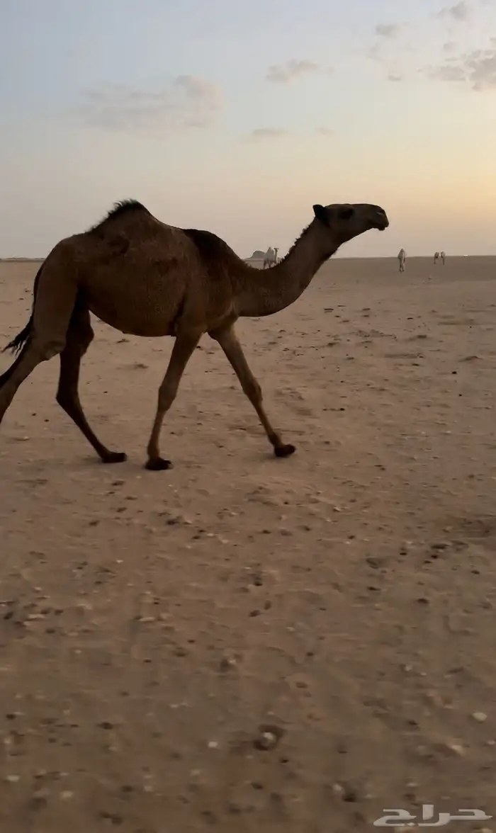 بكار صفر طيبات 4
