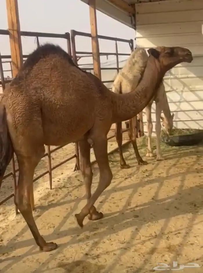 للبيع الناقه ثليث عشرا تحتها بكره تسعه الي عشر شهور 1