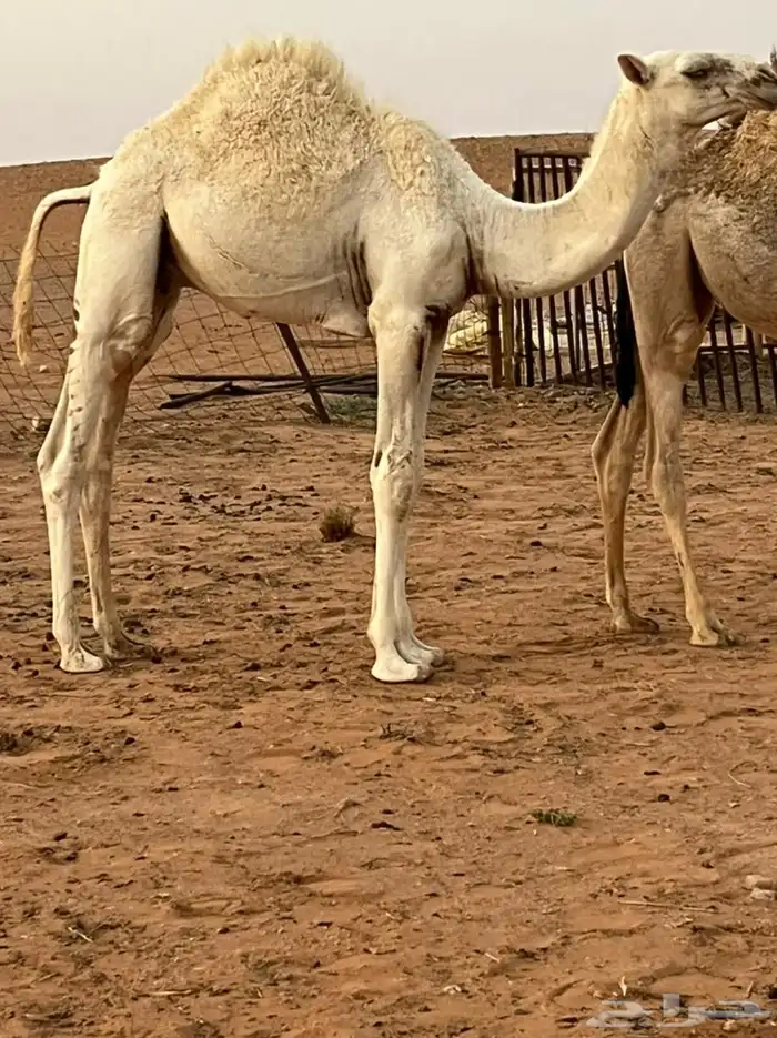 قعود على الحليب فل شحم بري 1