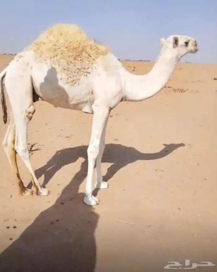قعود للبيع 0