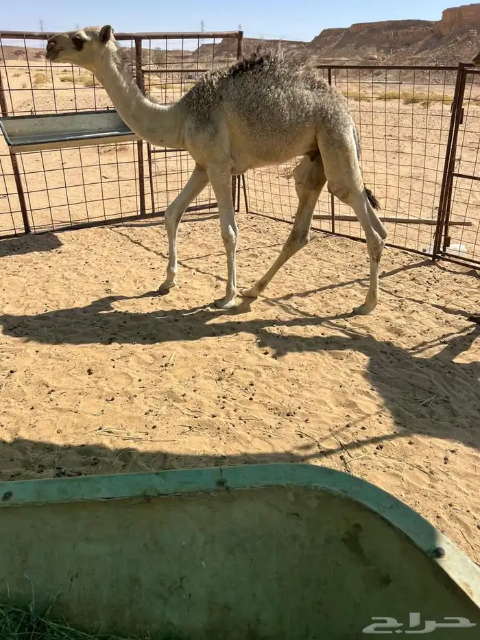 حشو قعدان للبيع 6