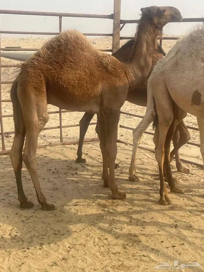 ناقه عشرا طيبه تحتها قعود طيب ست شهور الخفجي 1