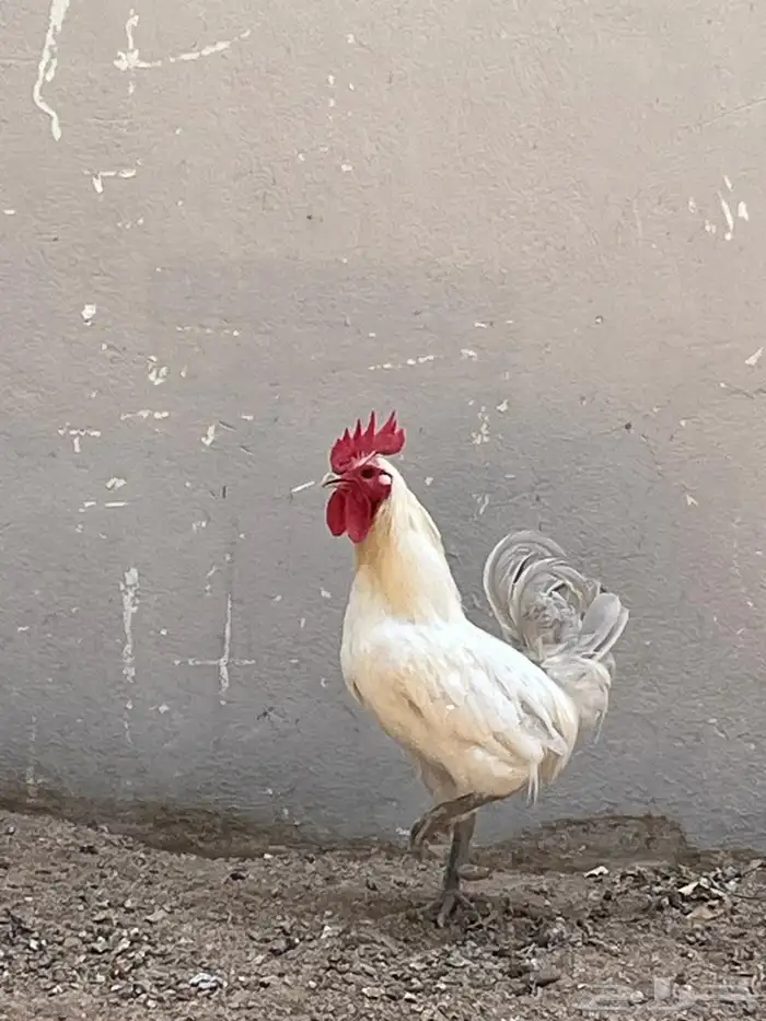 ديك فيومي الامنيوم 1