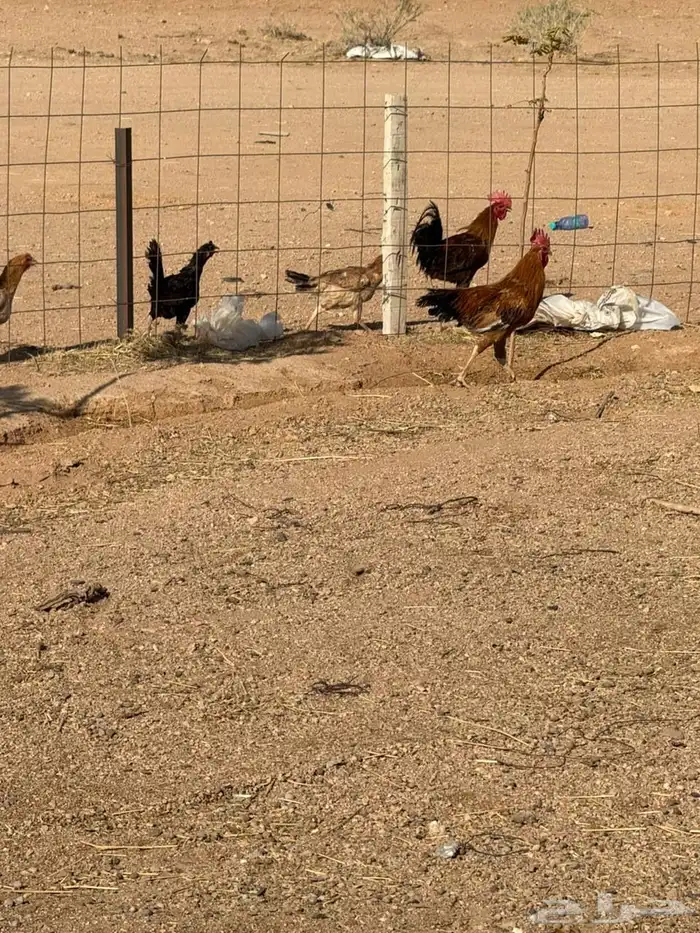 دجاج بياض 3
