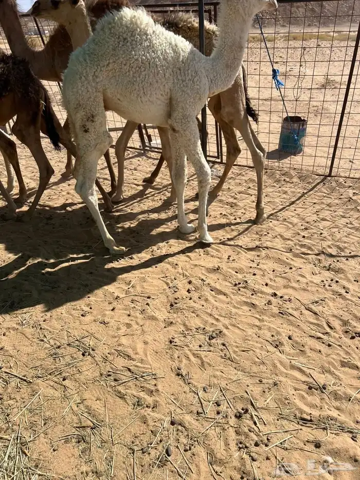 حشو قعدان للبيع 7