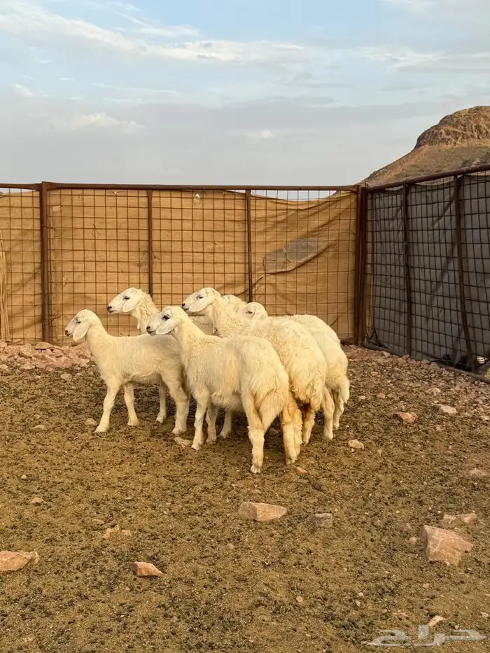 ضأن حريات بعيالها 1