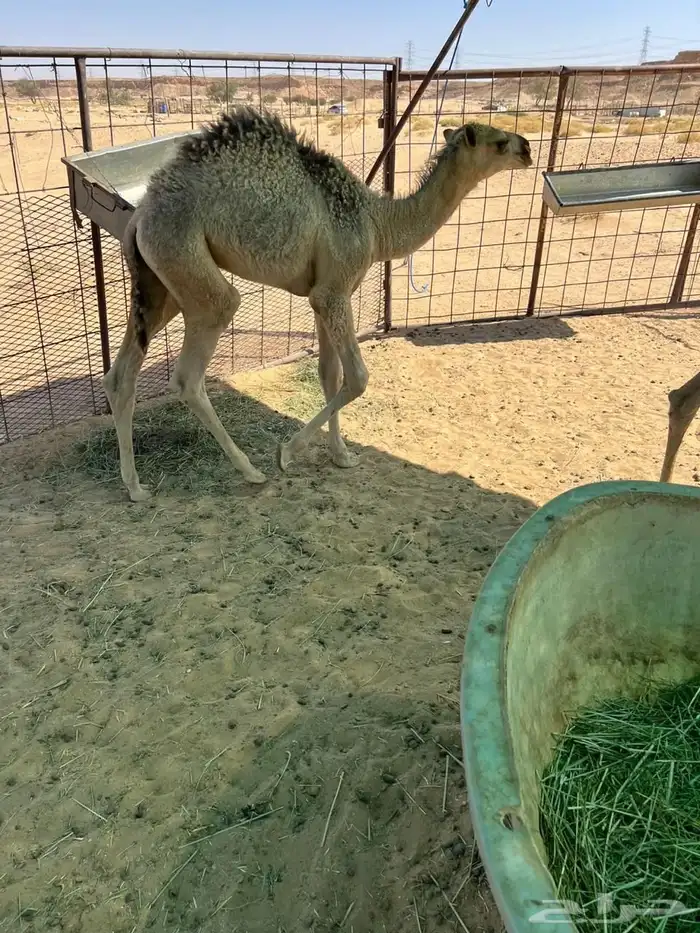 حشو قعدان للبيع 4
