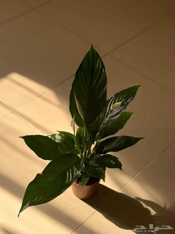 نباتات داخليه 2