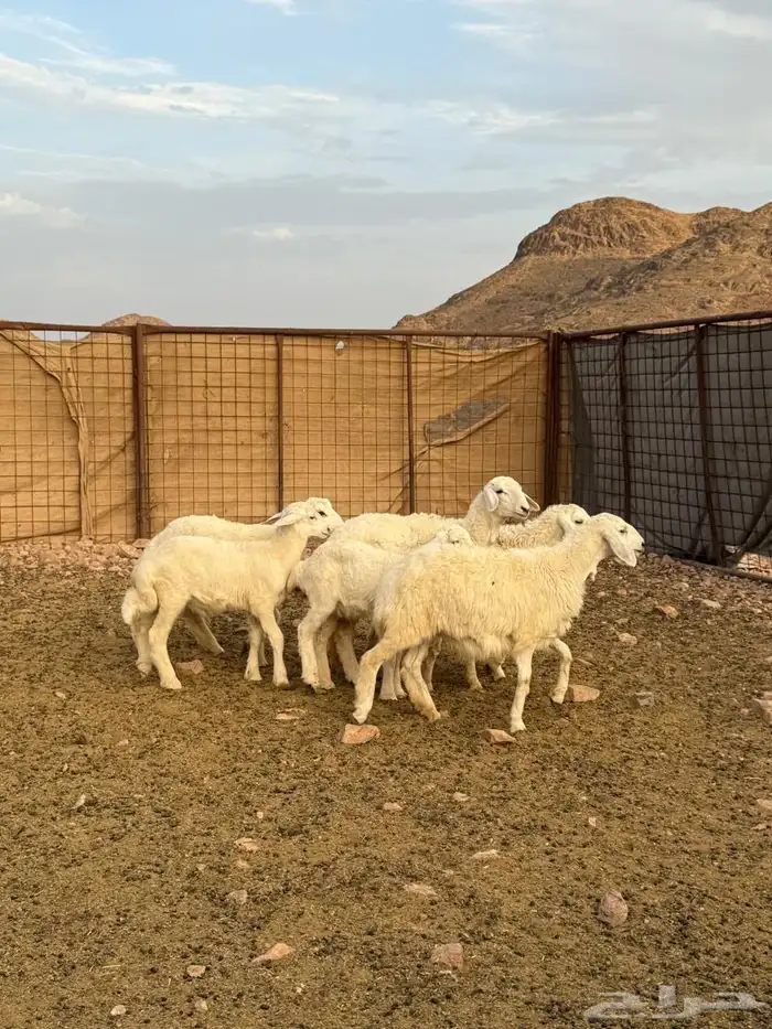 ضأن حريات بعيالها 12