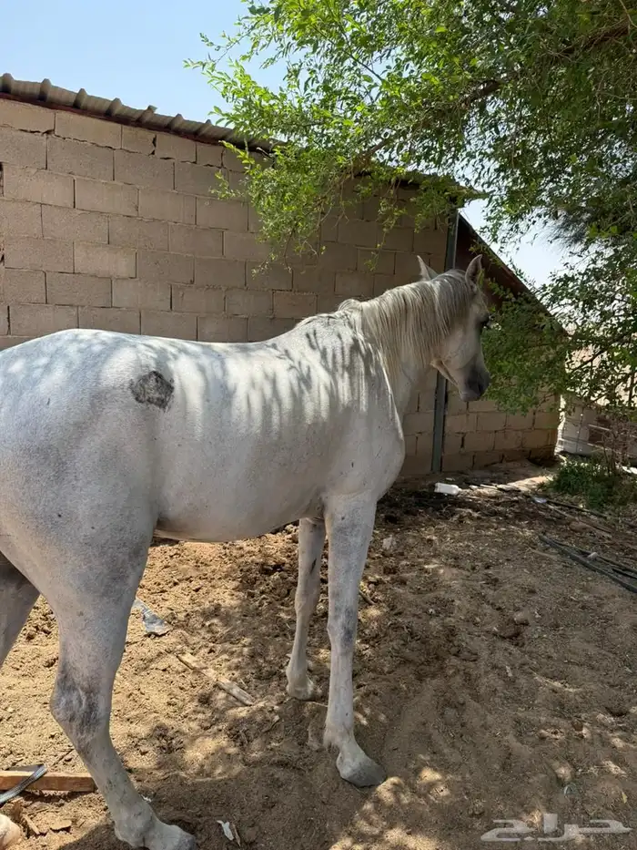 حصان مصري 1