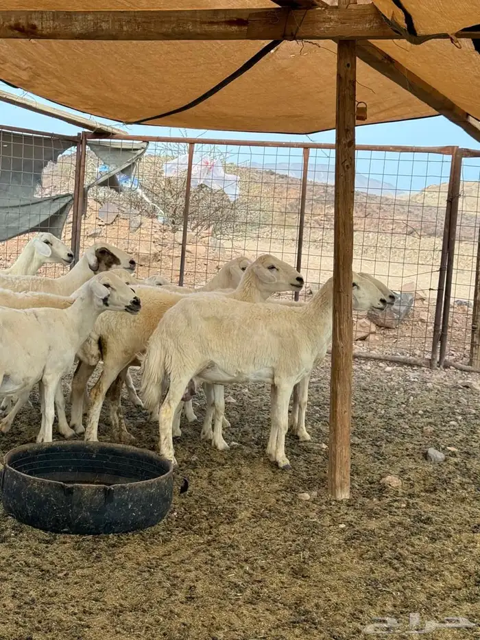 ضأن حريات بعيالها 11