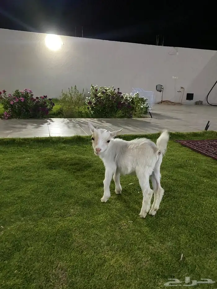 ماعز قزم 0