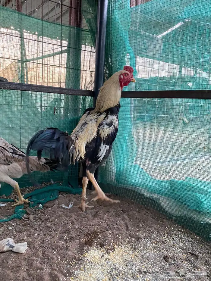 دجاج باكستاني 24