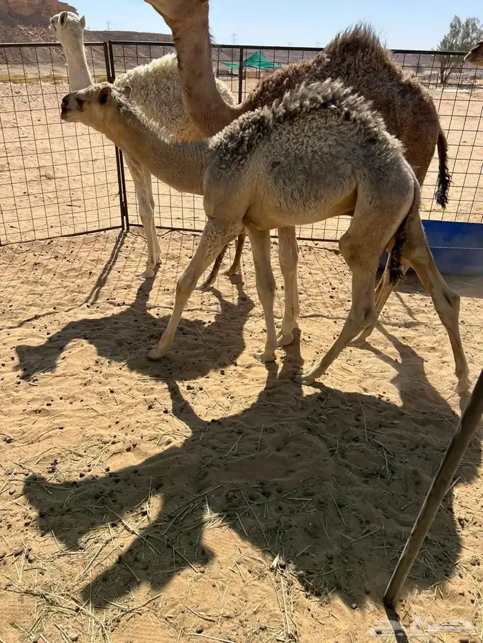 حشو قعدان للبيع 5