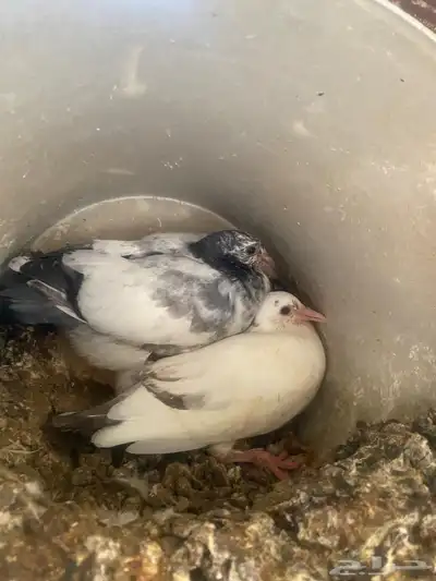 زغاليل index