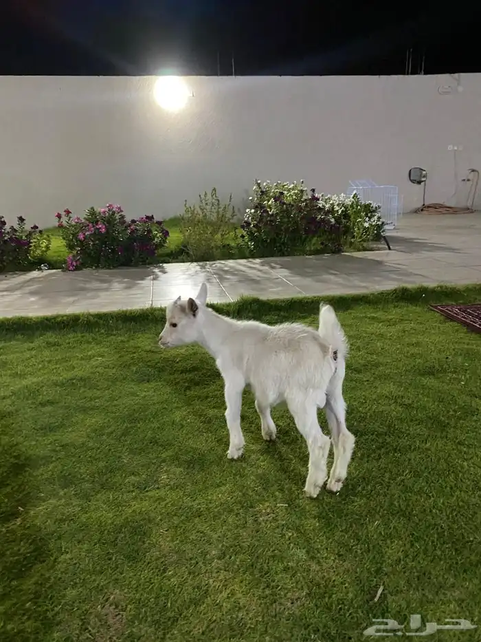 ماعز قزم 1