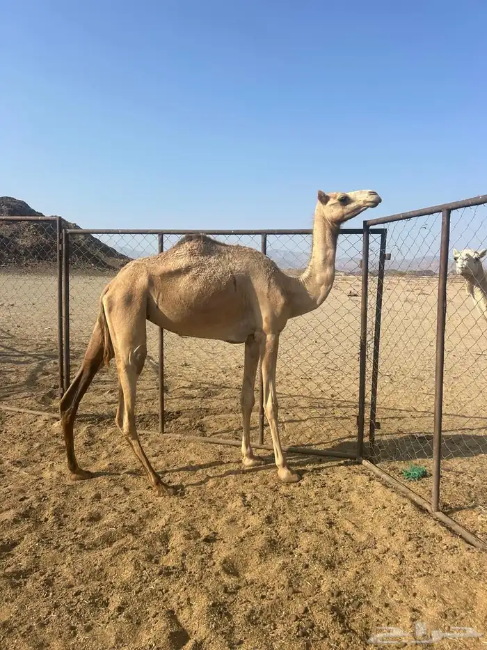 بكره للبيع 0