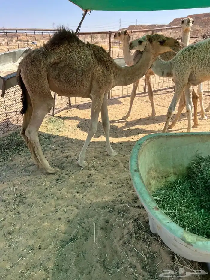 حشو قعدان للبيع 8