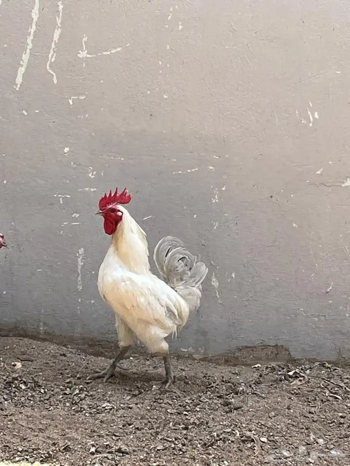 ديك فيومي الامنيوم 2