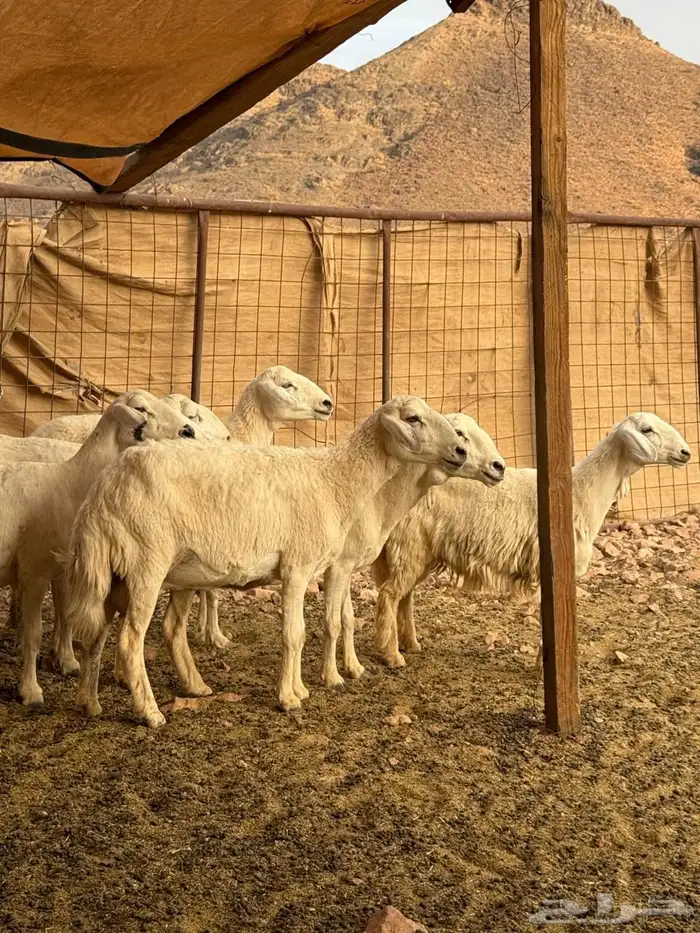 ضأن حريات بعيالها 2