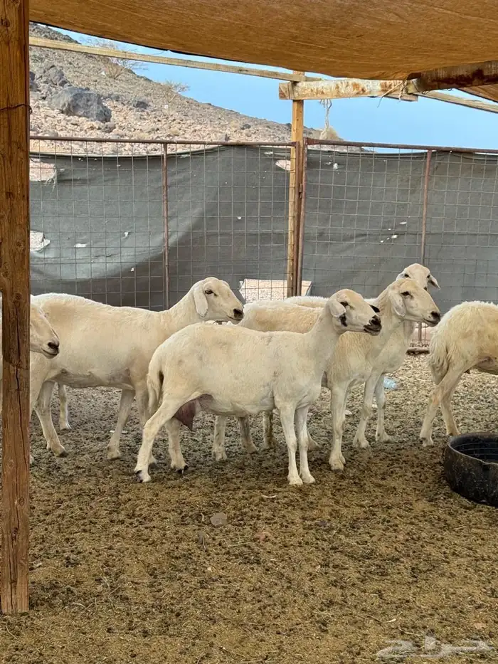 ضأن حريات بعيالها 10