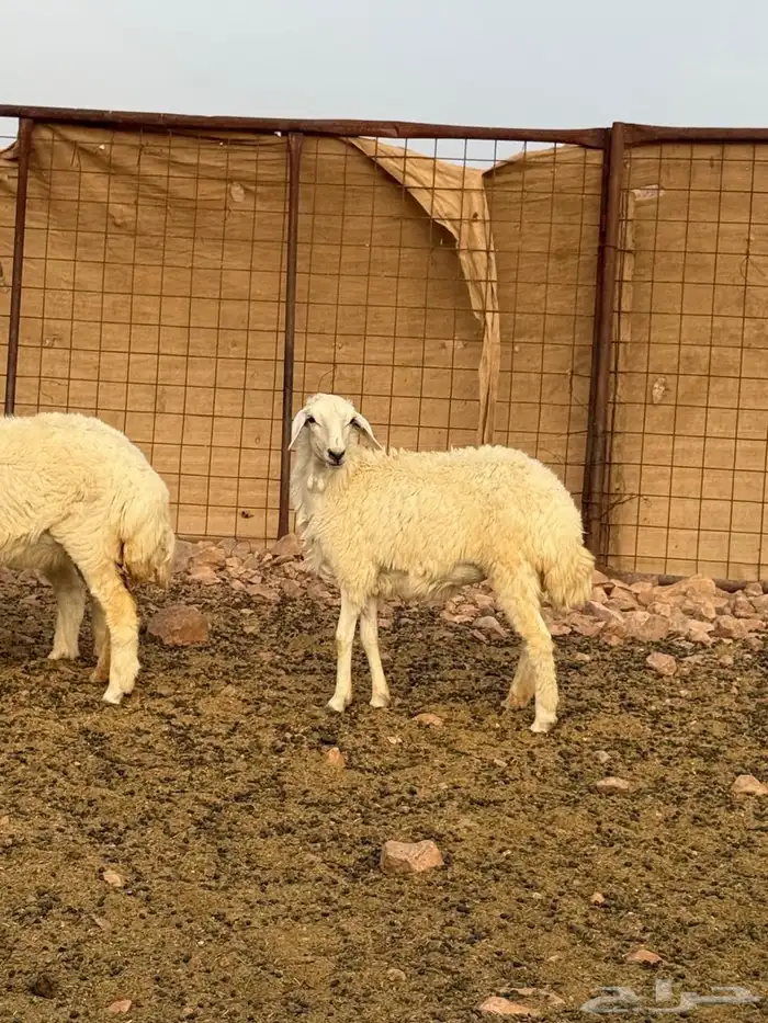ضأن حريات بعيالها 13